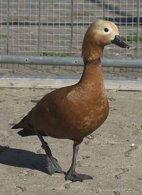 郑钦文